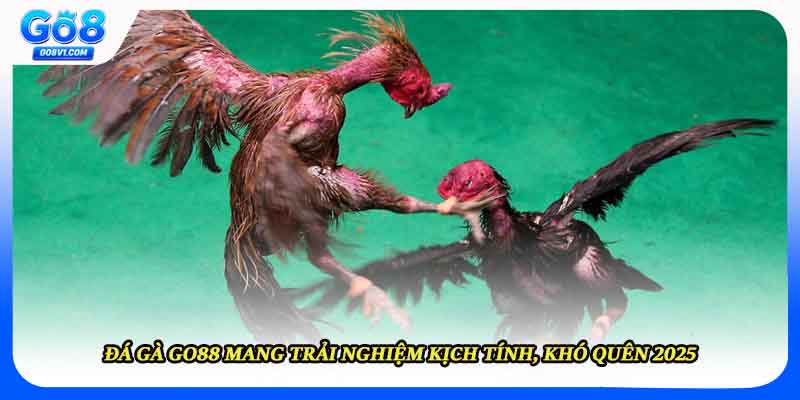 Đá Gà Go8 Mang Trải Nghiệm Kịch Tính, Khó Quên 2025